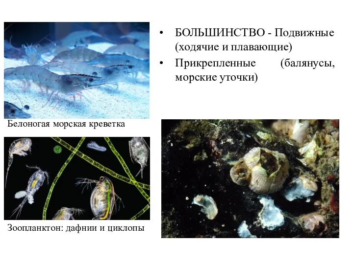 БОЛЬШИНСТВО - Подвижные (ходячие и плавающие) Прикрепленные (балянусы, морские уточки)