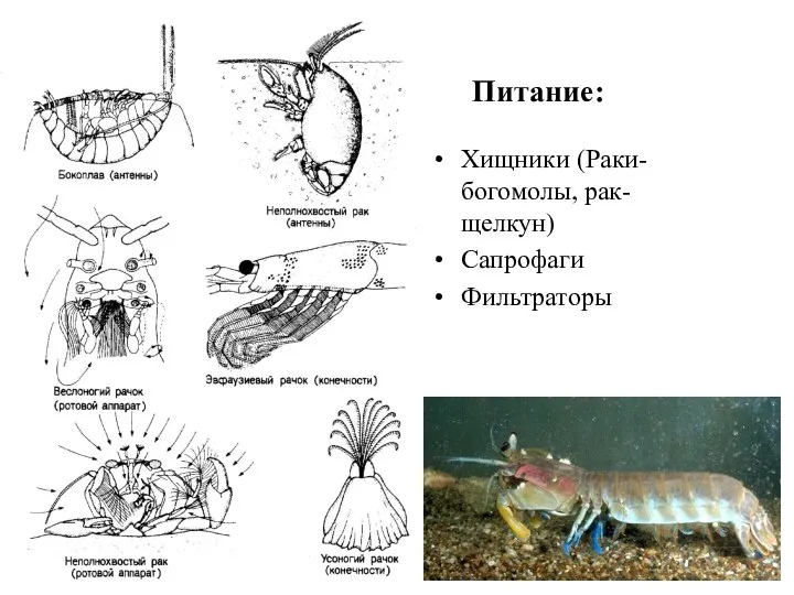 Питание: Хищники (Раки-богомолы, рак-щелкун) Сапрофаги Фильтраторы