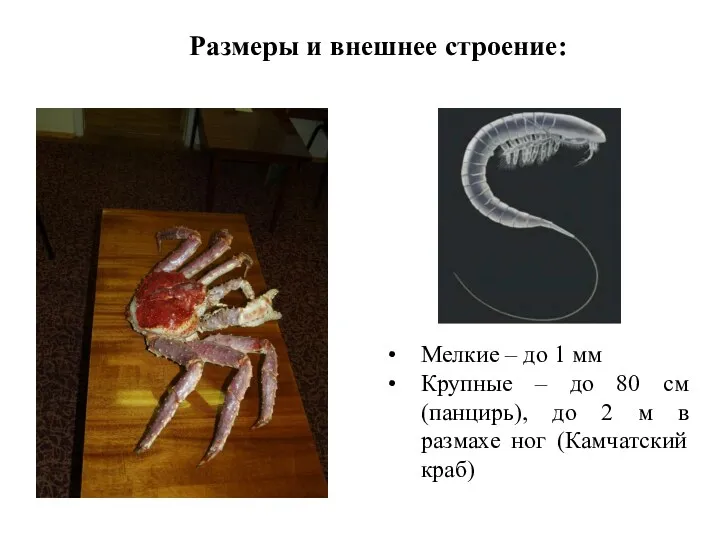 Размеры и внешнее строение: Мелкие – до 1 мм Крупные