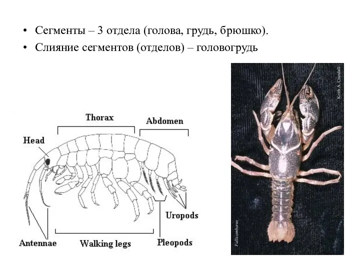 Сегменты – 3 отдела (голова, грудь, брюшко). Слияние сегментов (отделов) – головогрудь