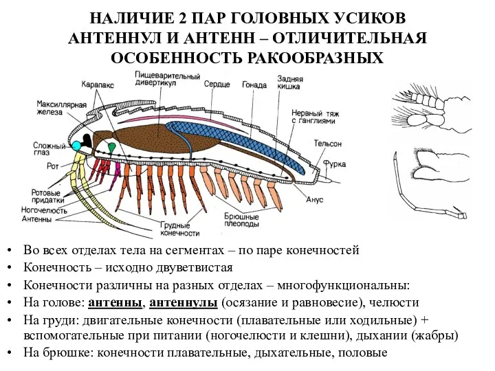 Во всех отделах тела на сегментах – по паре конечностей