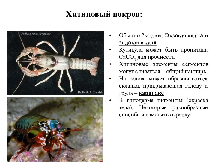 Хитиновый покров: Обычно 2-а слоя: Экзокутикула и эндокутикула Кутикула может