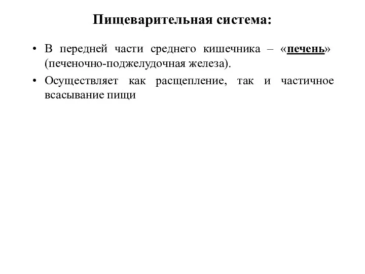 Пищеварительная система: В передней части среднего кишечника – «печень» (печеночно-поджелудочная