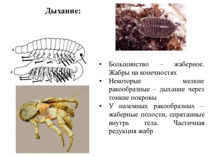 Дыхание: Большинство – жаберное. Жабры на конечностях Некоторые мелкие ракообразные