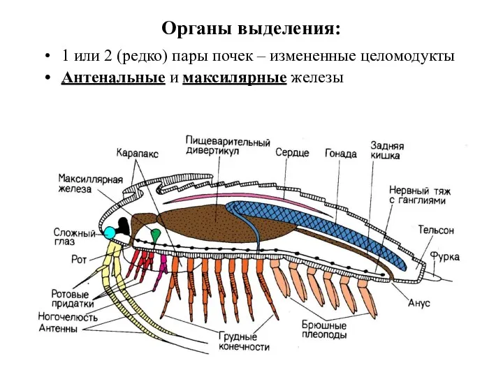 Органы выделения: 1 или 2 (редко) пары почек – измененные целомодукты Антенальные и максилярные железы