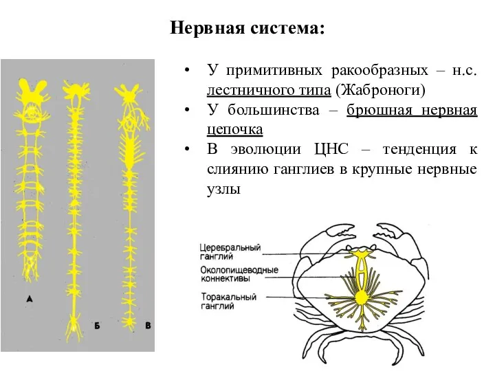 Нервная система: У примитивных ракообразных – н.с. лестничного типа (Жаброноги)