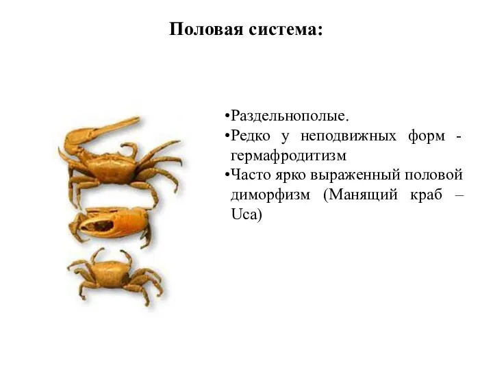 Половая система: Раздельнополые. Редко у неподвижных форм - гермафродитизм Часто