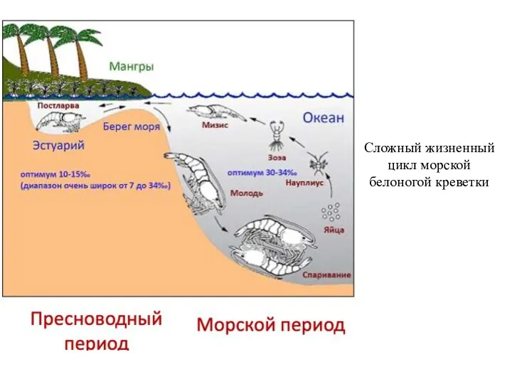 Сложный жизненный цикл морской белоногой креветки