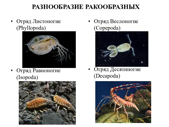 РАЗНООБРАЗИЕ РАКООБРАЗНЫХ Отряд Листоногие (Phyllopoda) Отряд Веслоногие (Copepoda) Отряд Десятиногие (Decapoda) Отряд Равноногие (Isopoda)