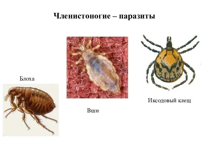 Членистоногие – паразиты Иксодовый клещ Блоха Вши