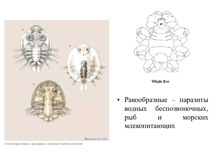 Ракообразные – паразиты водных беспозвоночных, рыб и морских млекопитающих