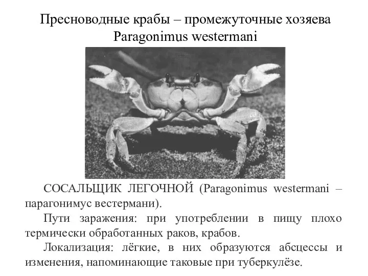 Пресноводные крабы – промежуточные хозяева Paragonimus westermani СОСАЛЬЩИК ЛЕГОЧНОЙ (Раrаgоnimus