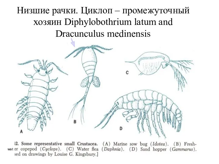 wat Низшие рачки. Циклоп – промежуточный хозяин Diphylobothrium latum and Dracunculus medinensis