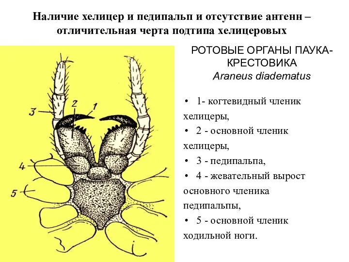 РОТОВЫЕ ОРГАНЫ ПАУКА-КРЕСТОВИКА Araneus diadematus 1- когтевидный членик хелицеры, 2