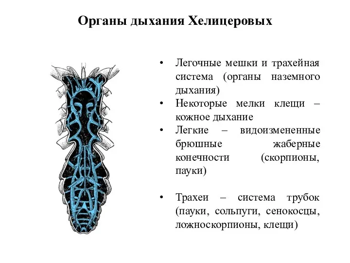 Органы дыхания Хелицеровых Легочные мешки и трахейная система (органы наземного