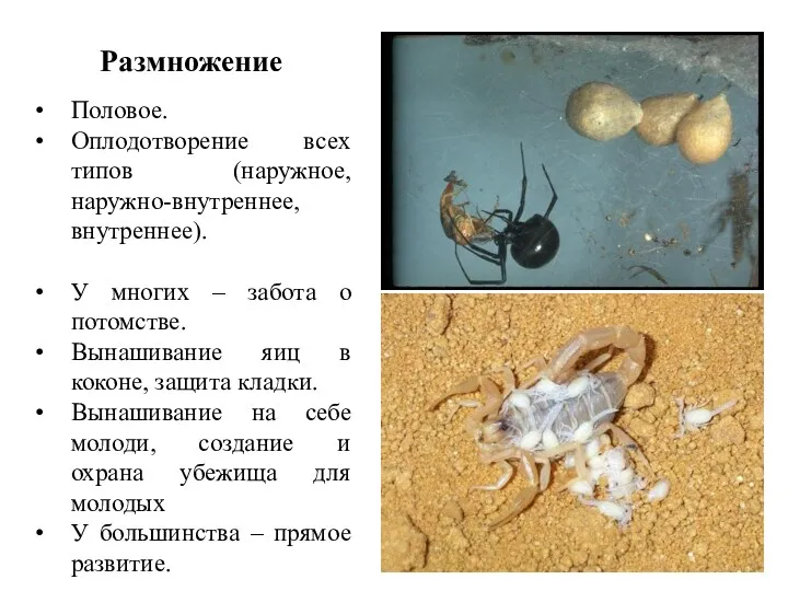 Размножение Половое. Оплодотворение всех типов (наружное, наружно-внутреннее, внутреннее). У многих