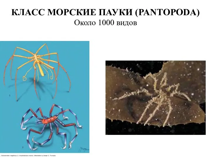 КЛАСС МОРСКИЕ ПАУКИ (PANTOPODA) Около 1000 видов