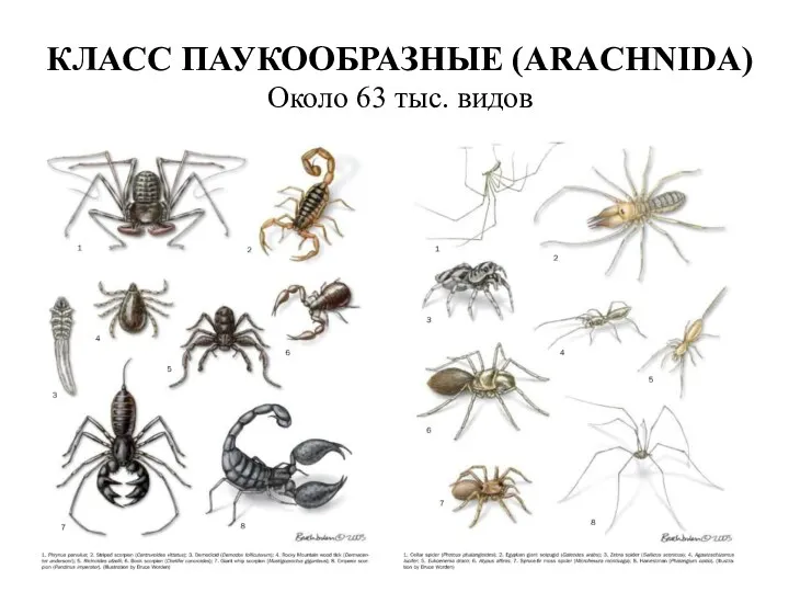 КЛАСС ПАУКООБРАЗНЫЕ (ARACHNIDA) Около 63 тыс. видов