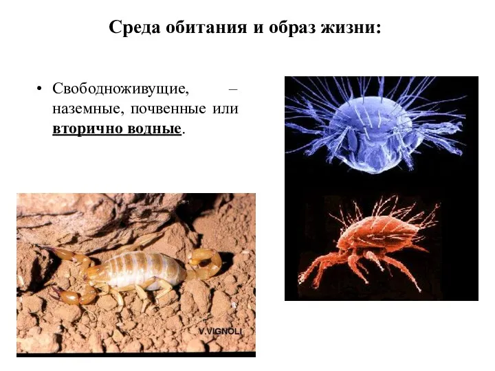 Среда обитания и образ жизни: Свободноживущие, – наземные, почвенные или вторично водные.