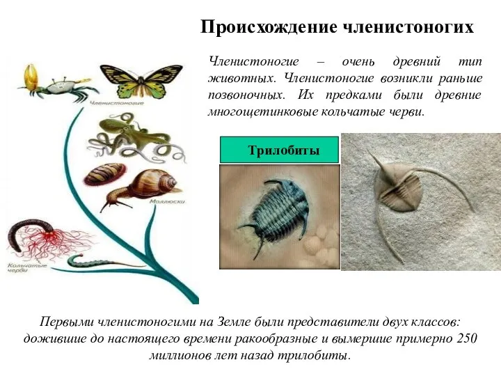 Происхождение членистоногих Членистоногие – очень древний тип животных. Членистоногие возникли