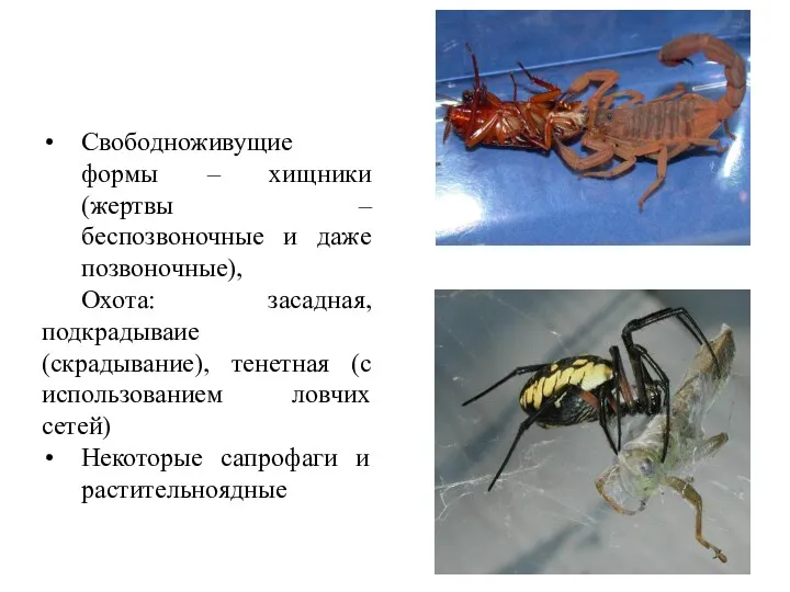 Свободноживущие формы – хищники (жертвы – беспозвоночные и даже позвоночные),