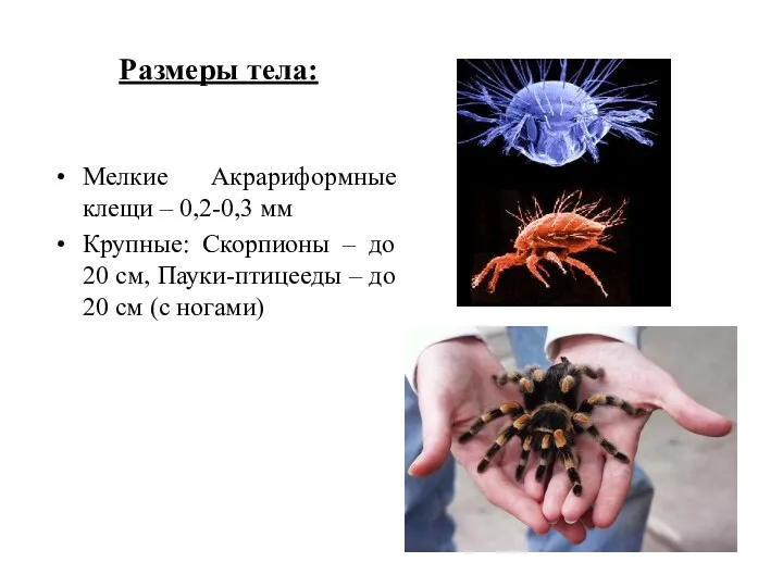 Размеры тела: Мелкие Акрариформные клещи – 0,2-0,3 мм Крупные: Скорпионы