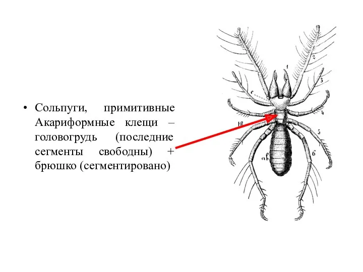 Сольпуги, примитивные Акариформные клещи – головогрудь (последние сегменты свободны) + брюшко (сегментировано)