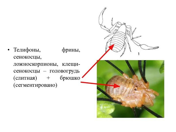 Телифоны, фрины, сенокосцы, ложноскорпионы, клещи-сенокосцы – головогрудь (слитная) + брюшко (сегментировано)