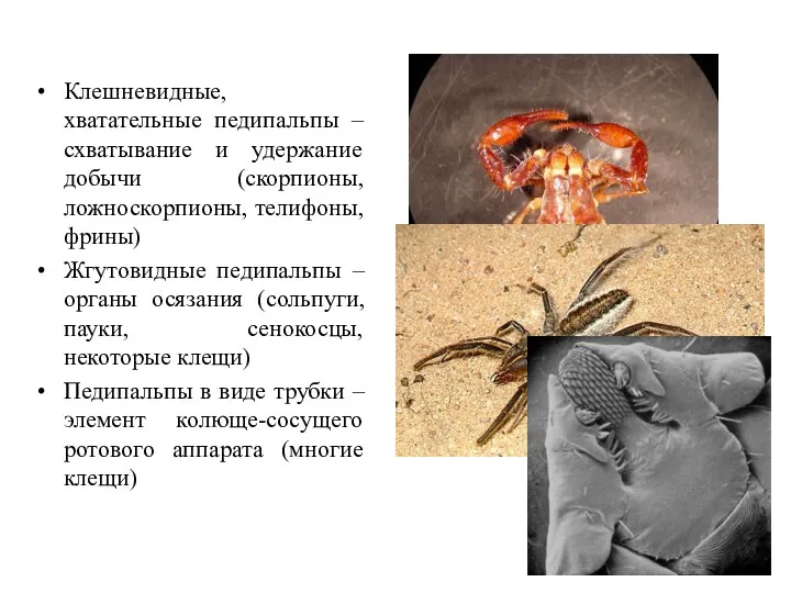 Клешневидные, хватательные педипальпы – схватывание и удержание добычи (скорпионы, ложноскорпионы,