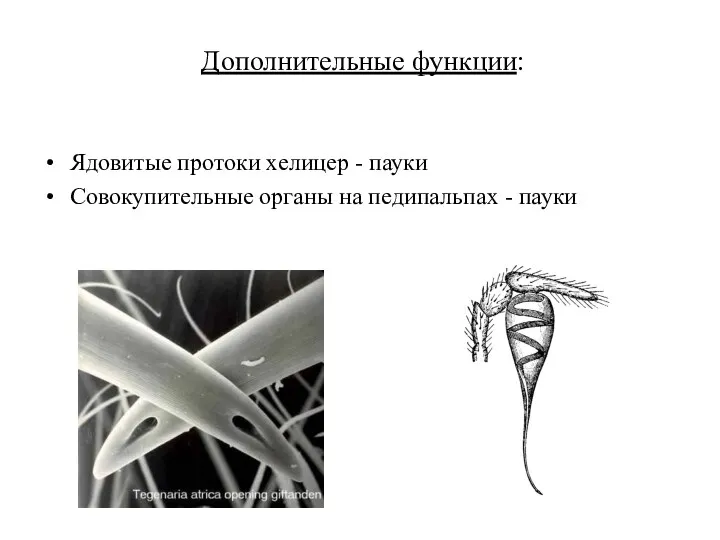 Дополнительные функции: Ядовитые протоки хелицер - пауки Совокупительные органы на педипальпах - пауки