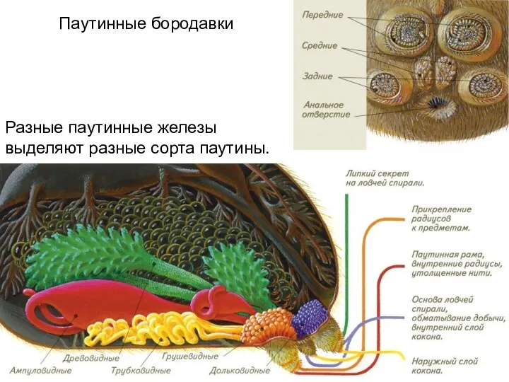 Паутинные бородавки Разные паутинные железы выделяют разные сорта паутины.