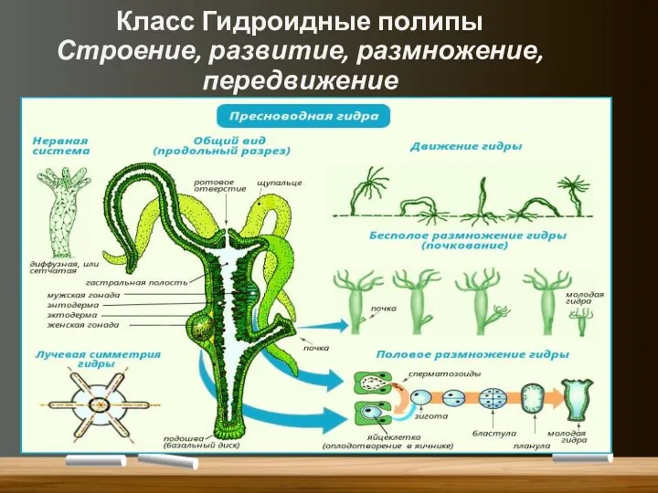 Класс Гидроидные полипы Строение, развитие, размножение, передвижение