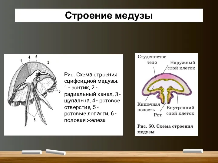 Строение медузы Рис. Схема строения сцифоидной медузы: 1 - зонтик,