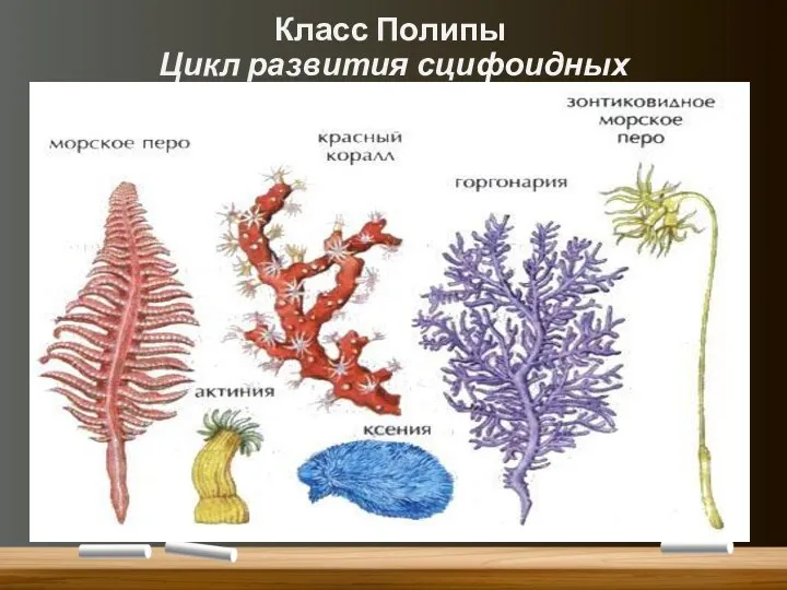 Класс Полипы Цикл развития сцифоидных