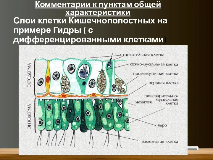 Слои клетки Кишечнополостных на примере Гидры ( с дифференцированными клетками) Комментарии к пунктам общей характеристики