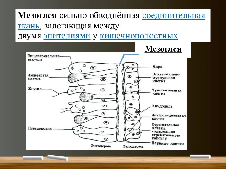 Мезоглея сильно обводнённая соединительная ткань, залегающая между двумя эпителиями у кишечнополостных Мезоглея