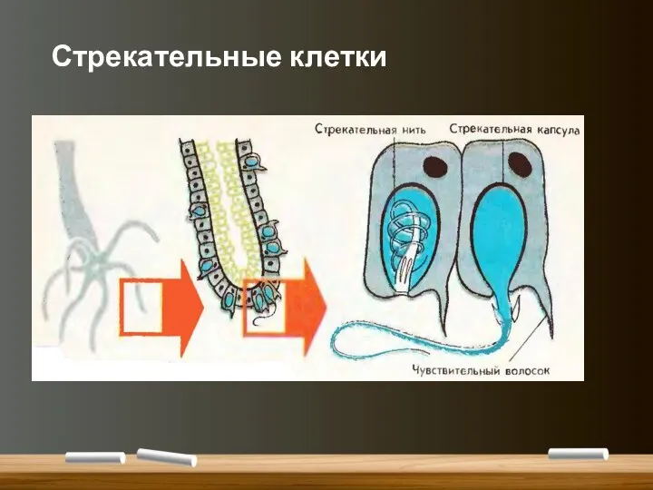 Стрекательные клетки