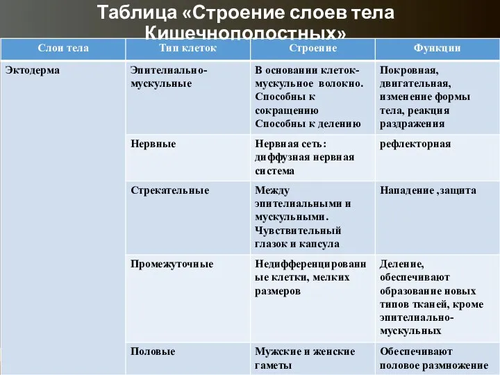 Таблица «Строение слоев тела Кишечнополостных»