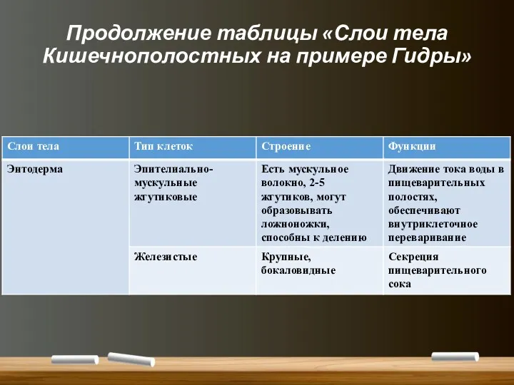 Продолжение таблицы «Слои тела Кишечнополостных на примере Гидры»