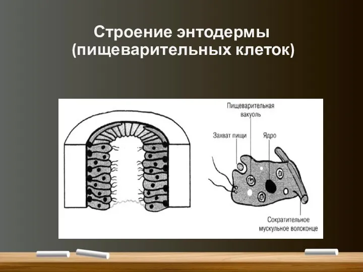 Строение энтодермы (пищеварительных клеток)