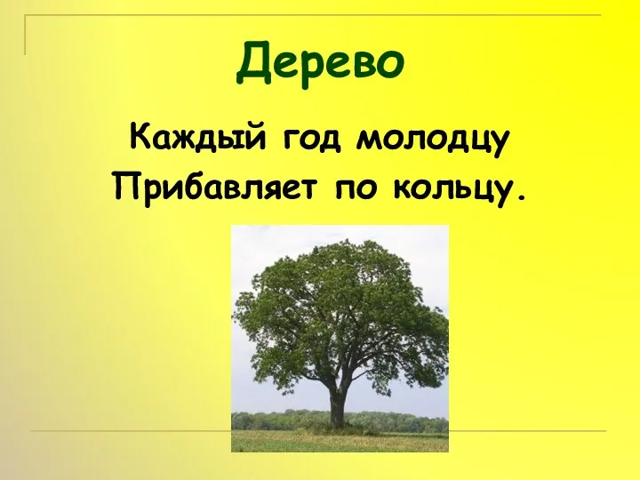 Дерево Каждый год молодцу Прибавляет по кольцу.