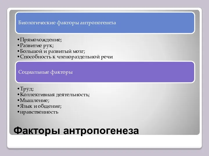 Факторы антропогенеза Биологические факторы антропогенеза Прямохождение; Развитие рук; Большой и