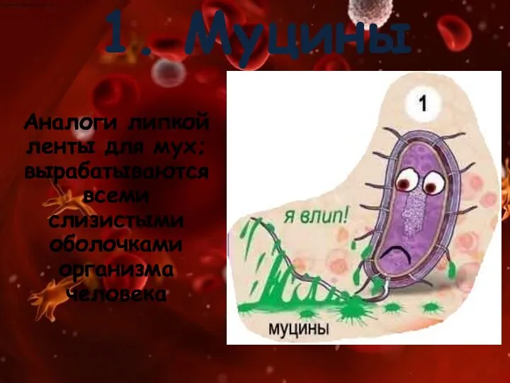 1. Муцины Аналоги липкой ленты для мух; вырабатываются всеми слизистыми оболочками организма человека