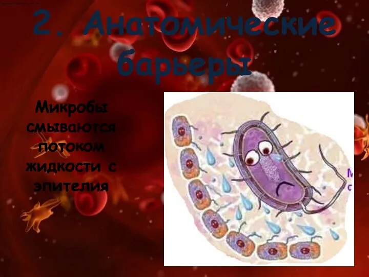 2. Анатомические барьеры Микробы смываются потоком жидкости с эпителия