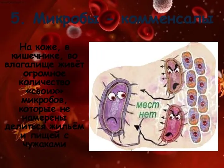 5. Микробы - комменсалы На коже, в кишечнике, во влагалище