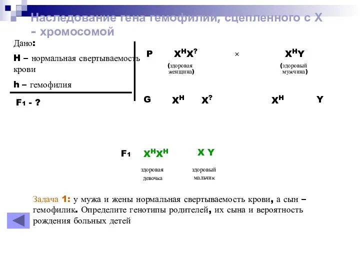 Наследование гена гемофилии, сцепленного с Х - хромосомой Дано: H