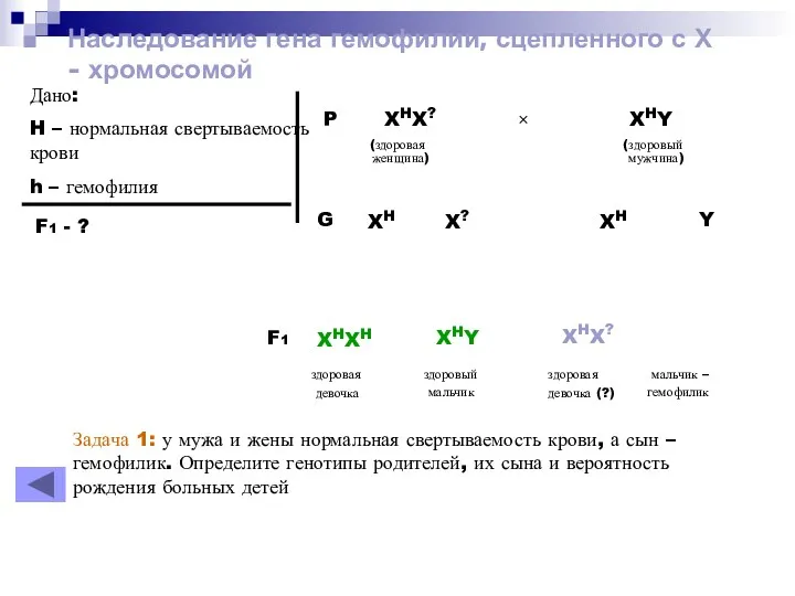 Наследование гена гемофилии, сцепленного с Х - хромосомой Дано: H