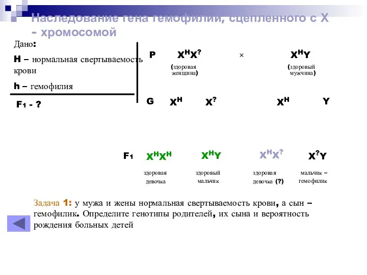 Наследование гена гемофилии, сцепленного с Х - хромосомой Дано: H