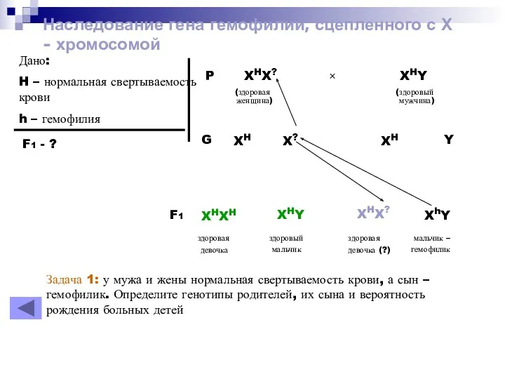 Наследование гена гемофилии, сцепленного с Х - хромосомой Дано: H