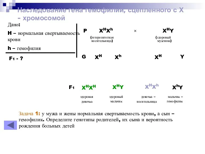 Наследование гена гемофилии, сцепленного с Х - хромосомой Дано: H